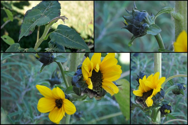 sunflower forced growth