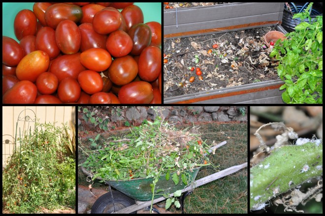 tomato plant collage
