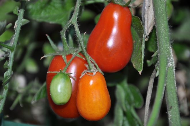 tomato ripening vignette