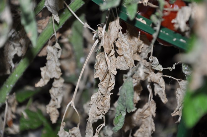 tomato plant in decline