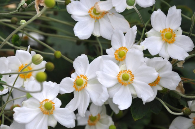 Japanese anemones up close