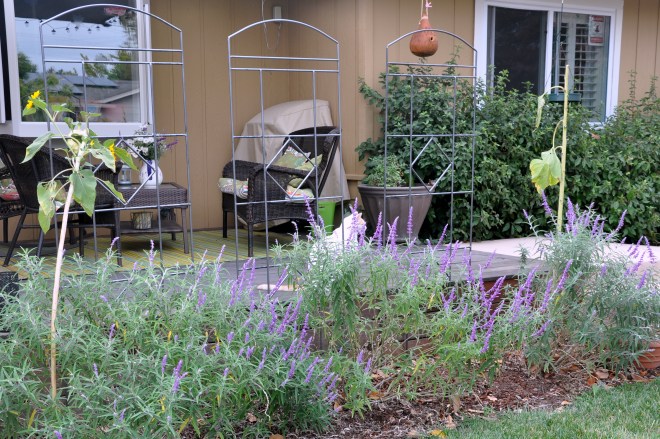 salvia and two sunflowers