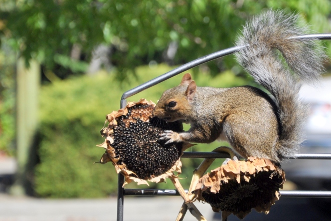 squirrel eating sunflowers