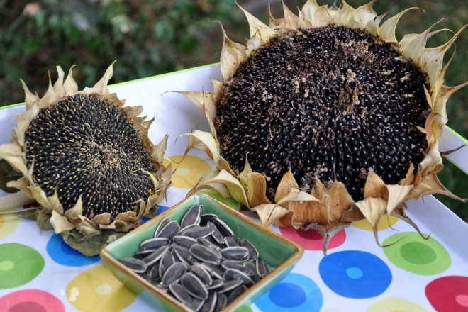 sunflower seeds and seed heads