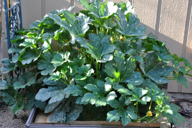 late season pumpkin plant