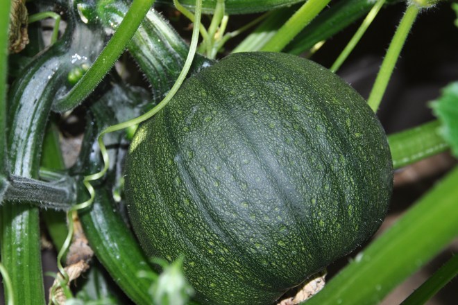 green squash