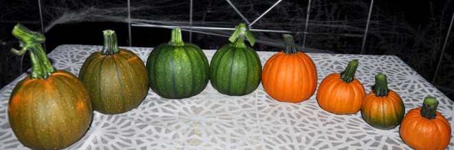 October pumpkin harvest