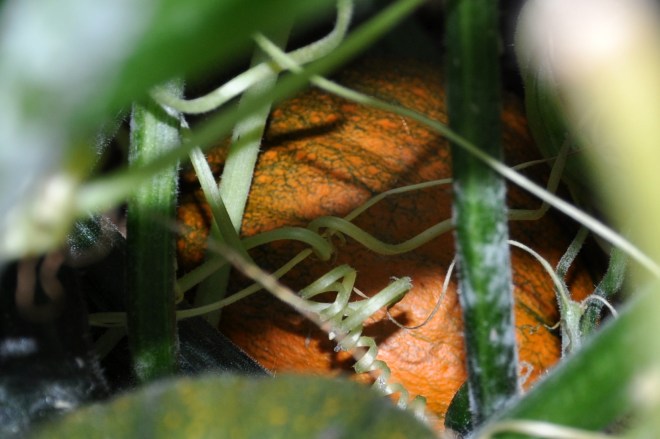 orange squash