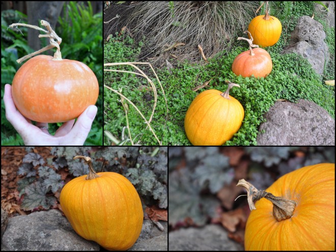pumpkins 2014