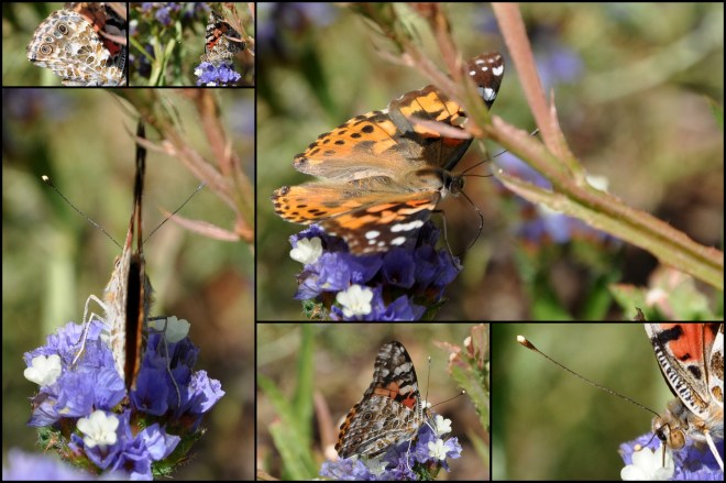 butterfly collage july 2014