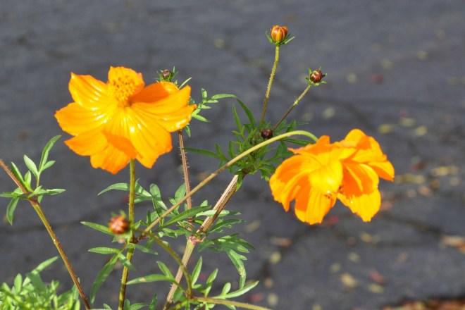 orange cosmos