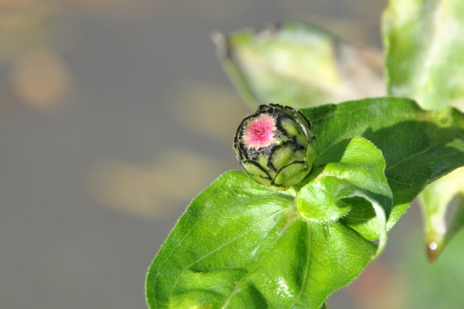 Zinnia bud