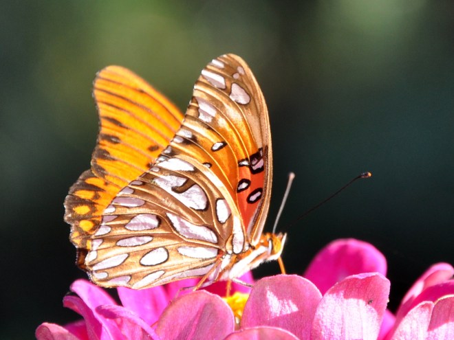 monarch on zinnia