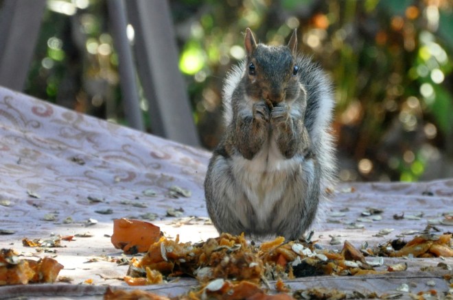 squirrel eating pumpkin seeds