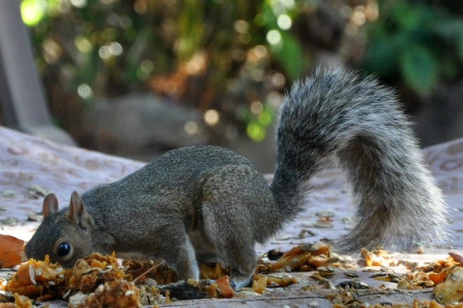 squirrel eating pumpkin seeds on table