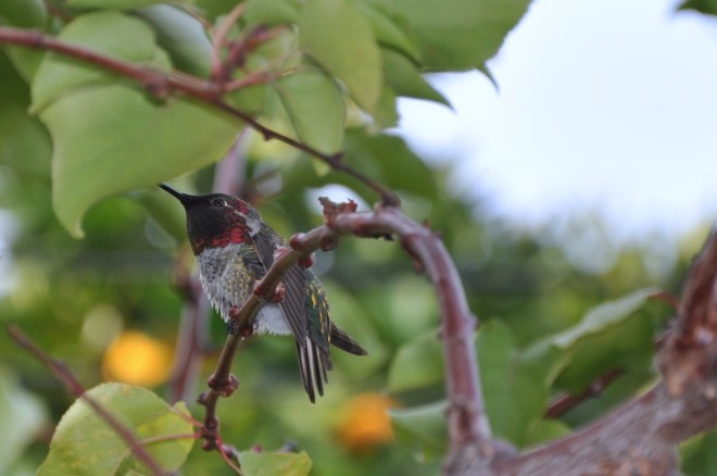 male anna's hummingbird