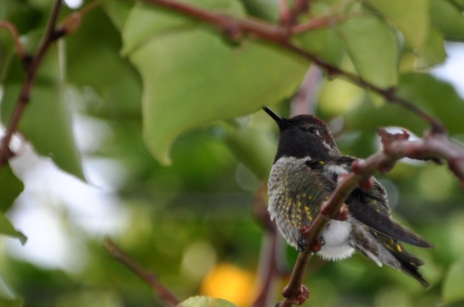 Anna's hummingbird at rest