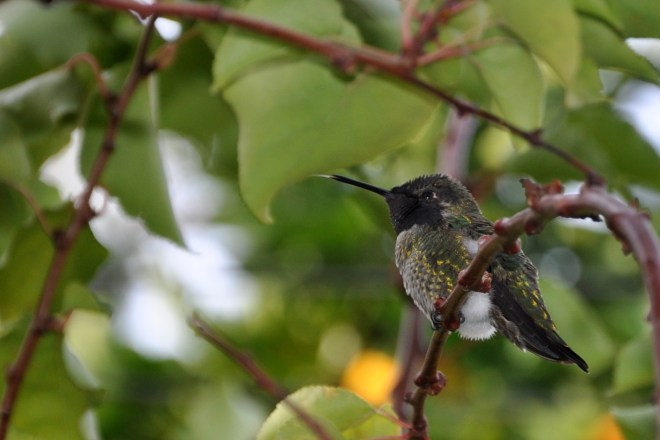 anna's hummingbird tongue