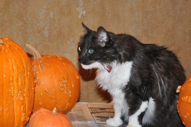 lindy offers moral support