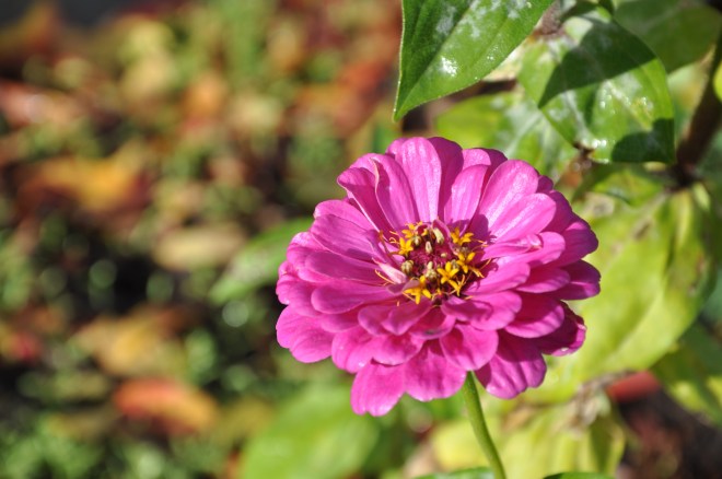 Pink zinnia