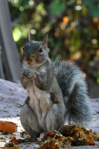 squirrel eating pumpkins