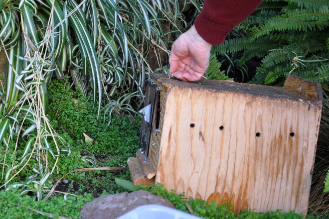 squirrel nesting box