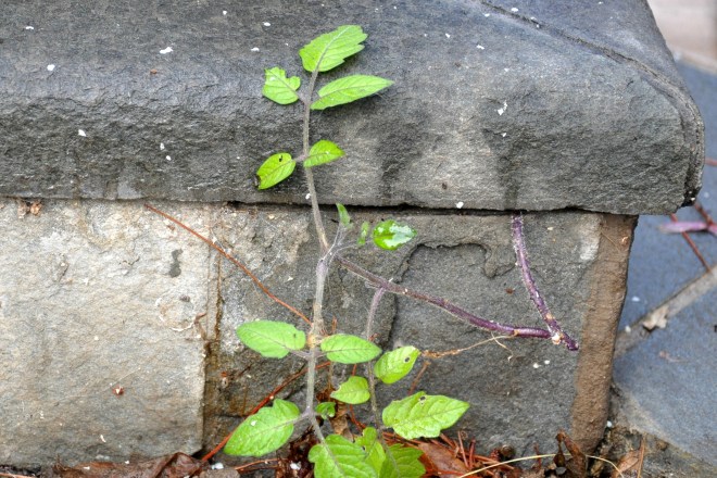 tomato plant in crevice