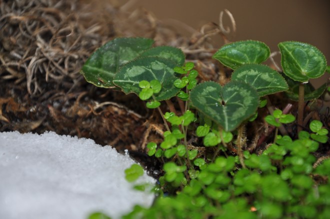 cyclamen and baby tears