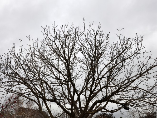 chinese pistache winter