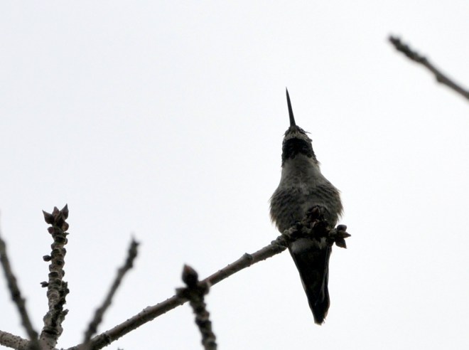 hummingbird in chinese pistache