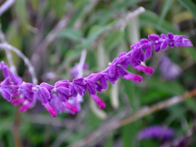 mexican sage