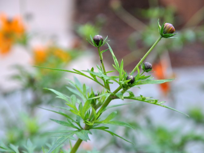 orange cosmos buds