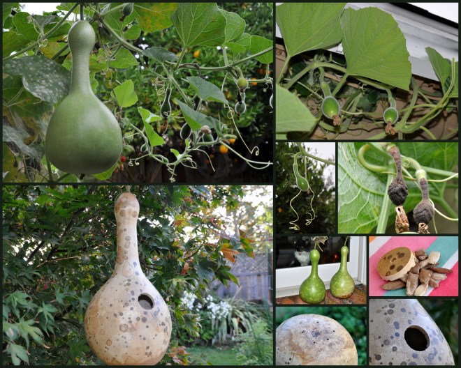 birdhouse gourd collage 2014