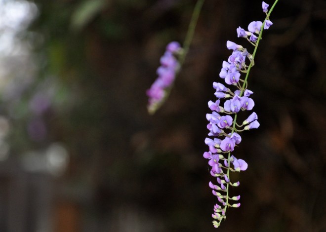 hardenbergia close up