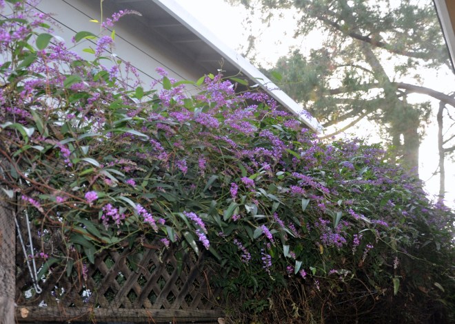 hardenbergia long view 1-29-2015 9-43-54 AM