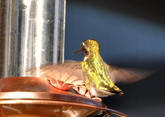 hummingbirds irradescent back
