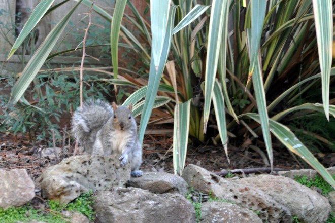 squirrel under fruit tree
