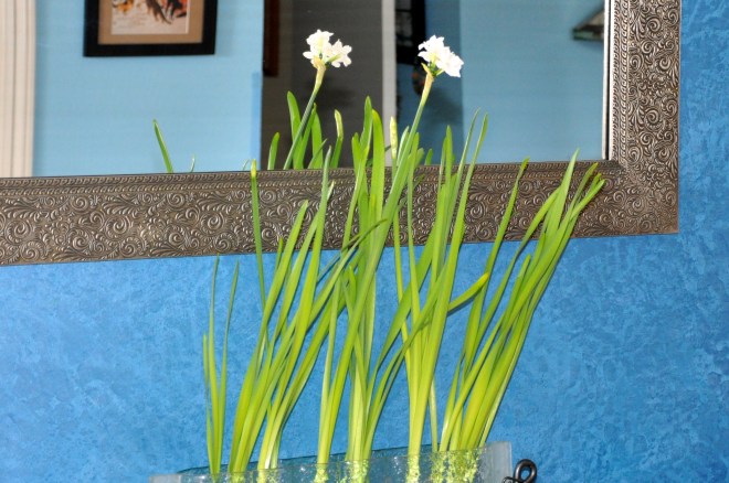 paperwhites in bloom