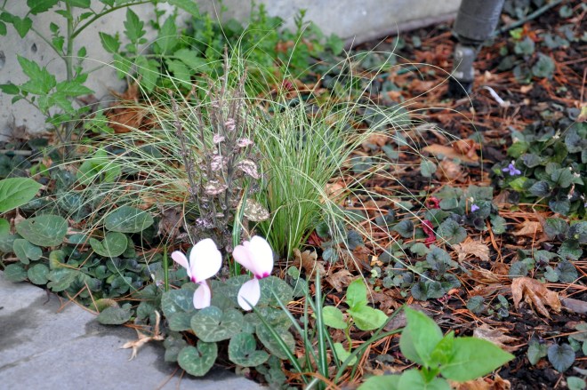 Assorted garden volunteers