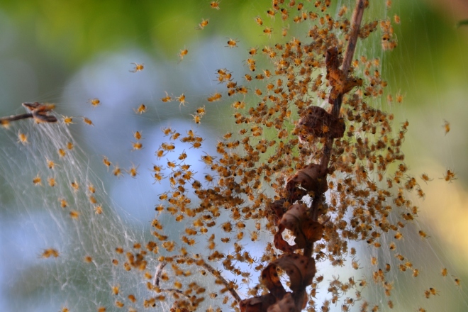 baby spiders on fern 4-18-2013 12-47-012