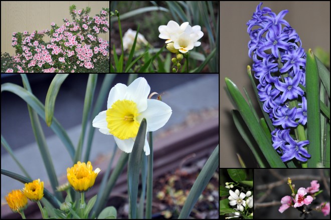 first day of spring 2015