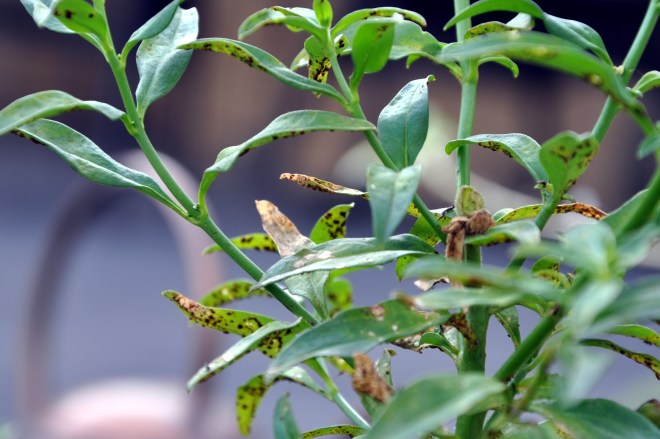 snapdragon infestation