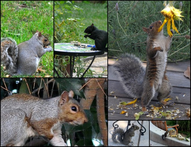 2015 Squirrels in the garden
