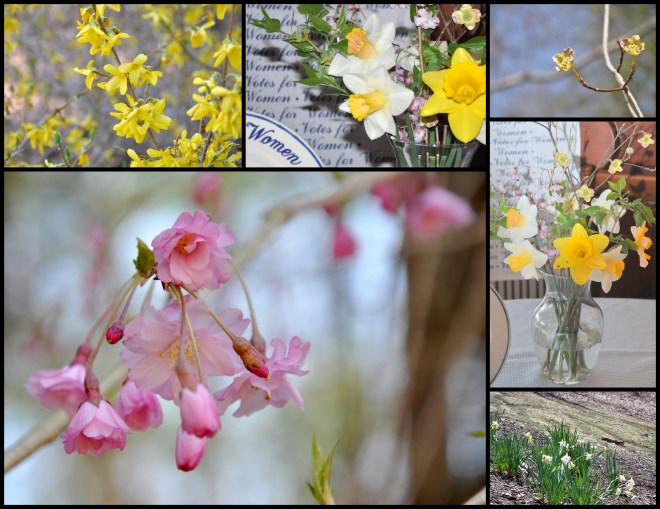 flowers blooming in Laurie's garden