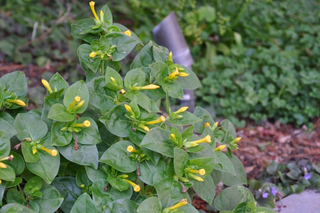 four o'clock long view