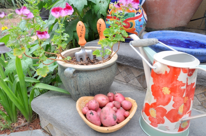 garden snapshot potatoes, watering can, geranium