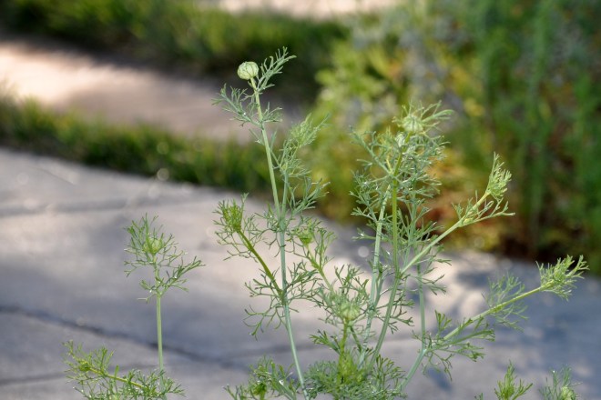 love in a mist at the sidewalk