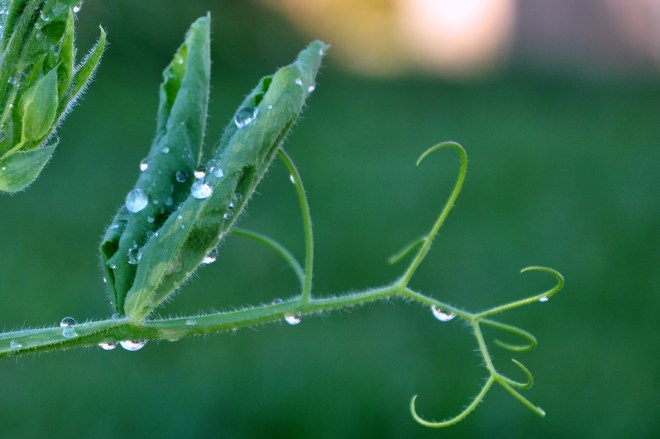 sweet pea tendrils