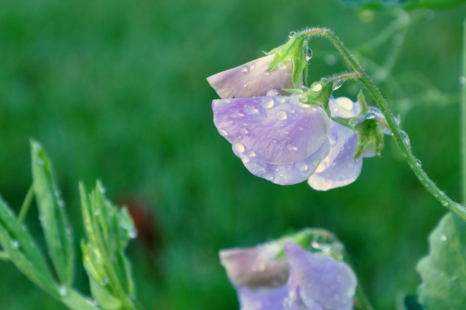 sweet peas with dew drops