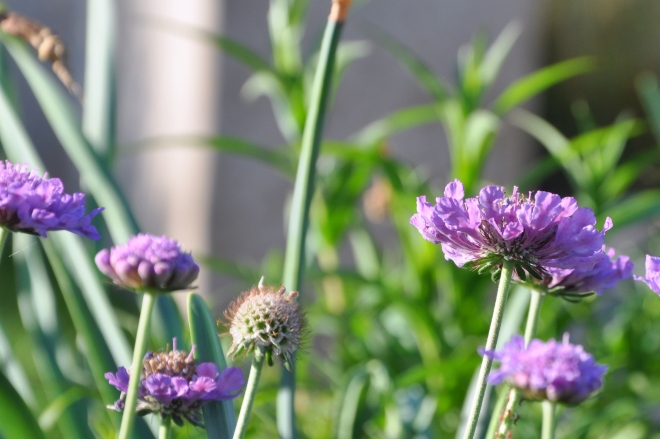 curb garden purple flowers